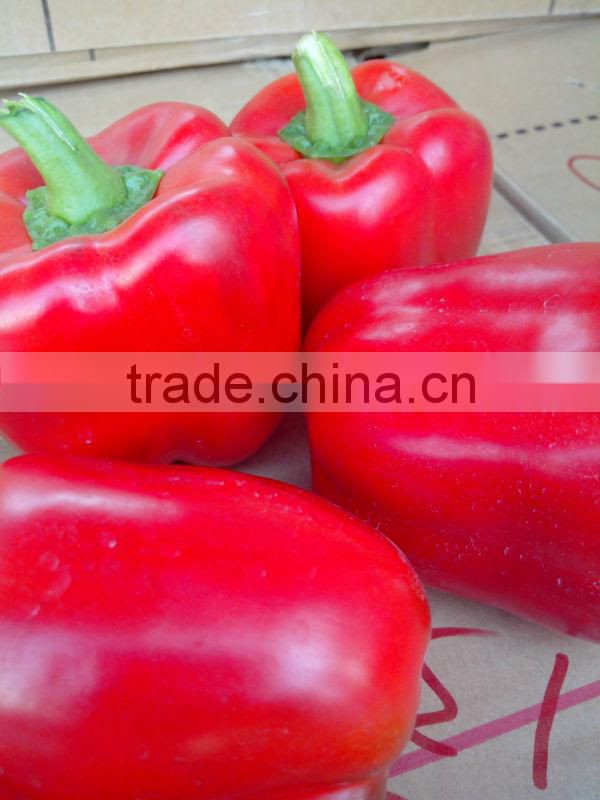 Capsicums/Bell Pepper/Fresh exotic vegetables!