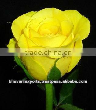 Fresh Indian Roses/Valentine Roses/Bulk Roses!