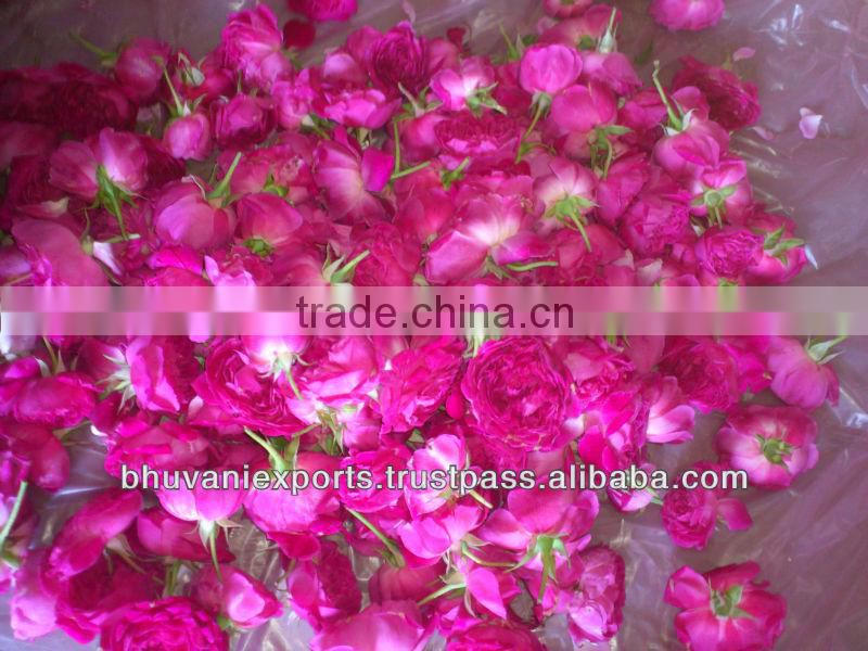 Fresh Mini Roses/Fresh Flowers/Mini Roses!