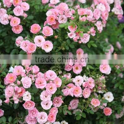 Fresh Mini Roses/Fresh Flowers/Mini Roses!