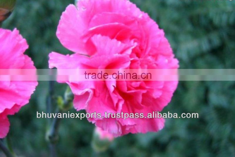 Carnation Flowers/Fresh Flowers/ Bulk Flowers!