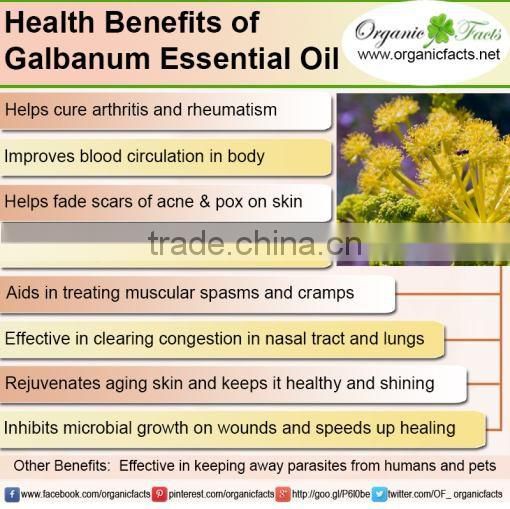 Galbanum essential oil