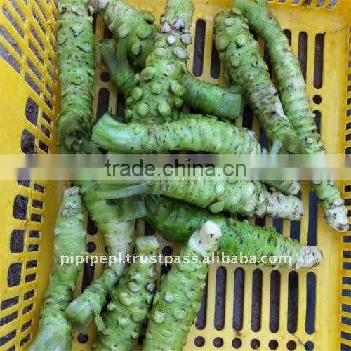 Fresh Wasabi Rhizome