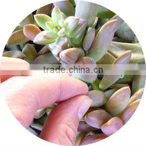 Minipot Succulent Grow kit