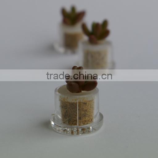 Miniplant "Pink Jade" minisucculent plant with mobile phone strap