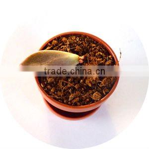 Minipot Succulent Grow kit