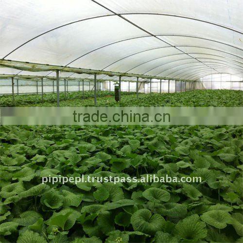 Fresh Wasabi Rhizome