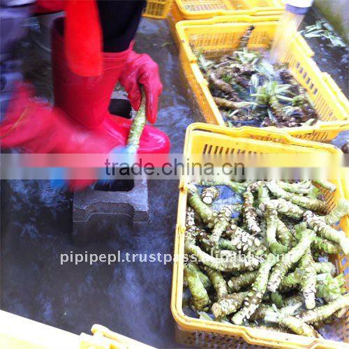 Fresh Wasabi Rhizome