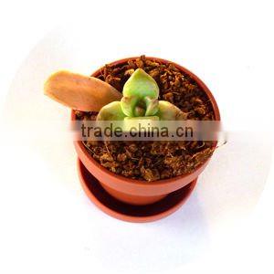 Minipot Succulent Grow kit