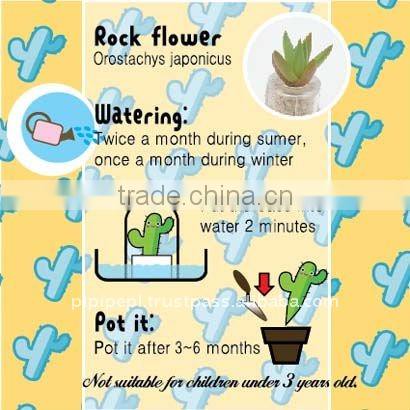 Miniplant "Rock flower"