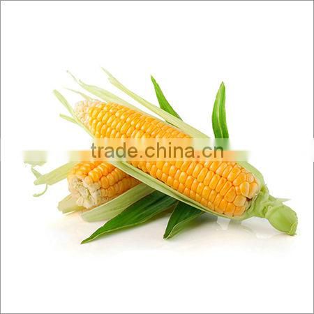 Animal feed maize supplier