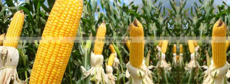 Animal feed maize supplier
