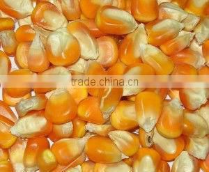 Animal feed maize supplier