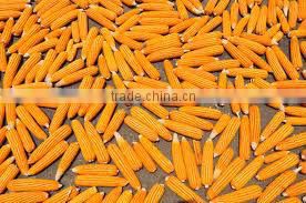 Animal feed maize supplier