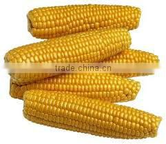 Animal feed maize supplier