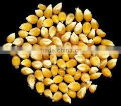 Animal feed maize supplier
