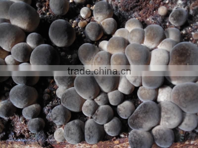 Polish Whole Dried Straw Mashrooms