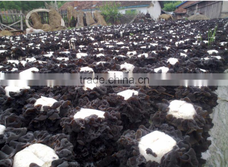 Dried black fungus