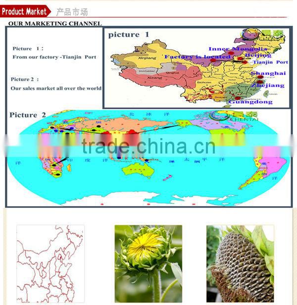 Round Shape Striped Raw American Bulk Sunflower Seeds 1121