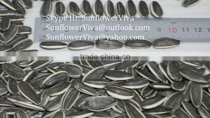 Sunflower 5009 seeds