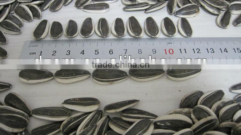 sunfloewr seeds 24/64