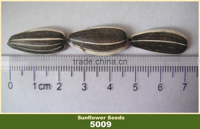 Confectionary White Striped Black Sunflower Seed in Shell