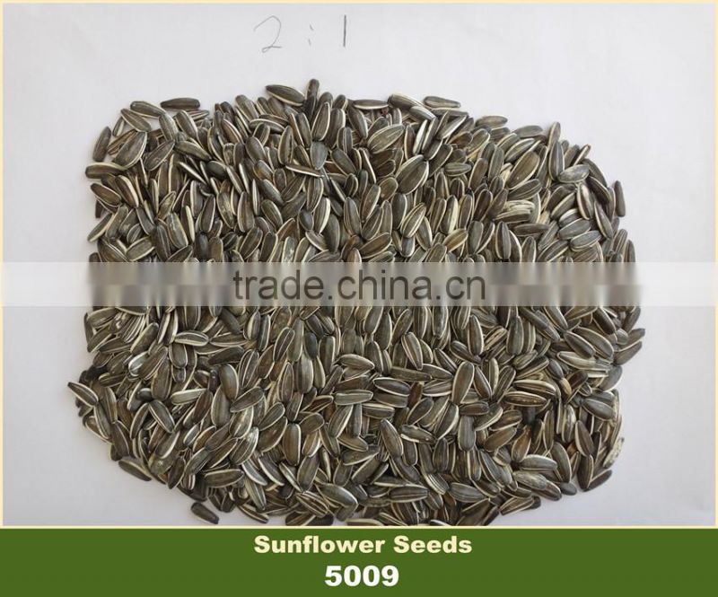 Sunflower Seed 5009 With Competitive Price
