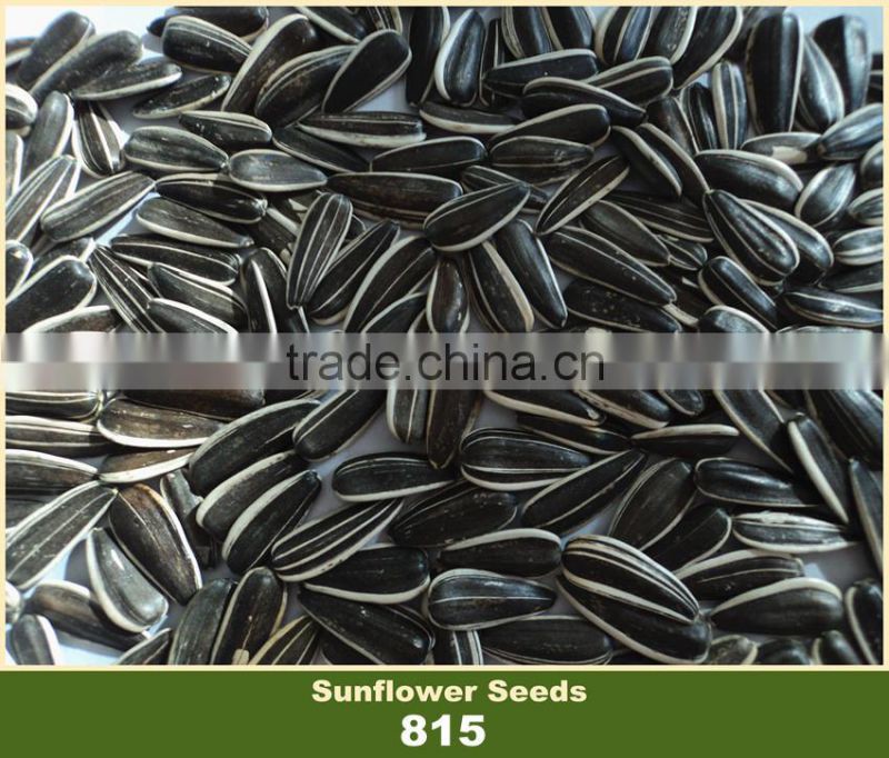 Price of Sunflower Seeds 815 Big Size With White Strip