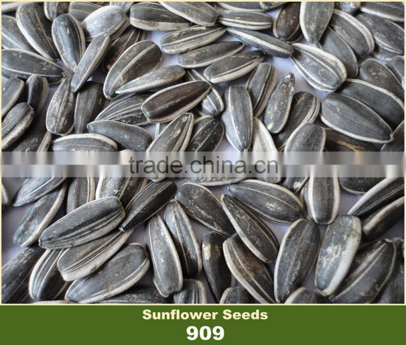 909 Black with White Strip Sunflower Seed Market Price