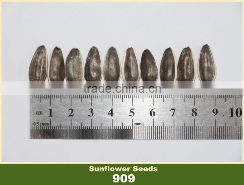 909 Black with White Strip Sunflower Seed Market Price