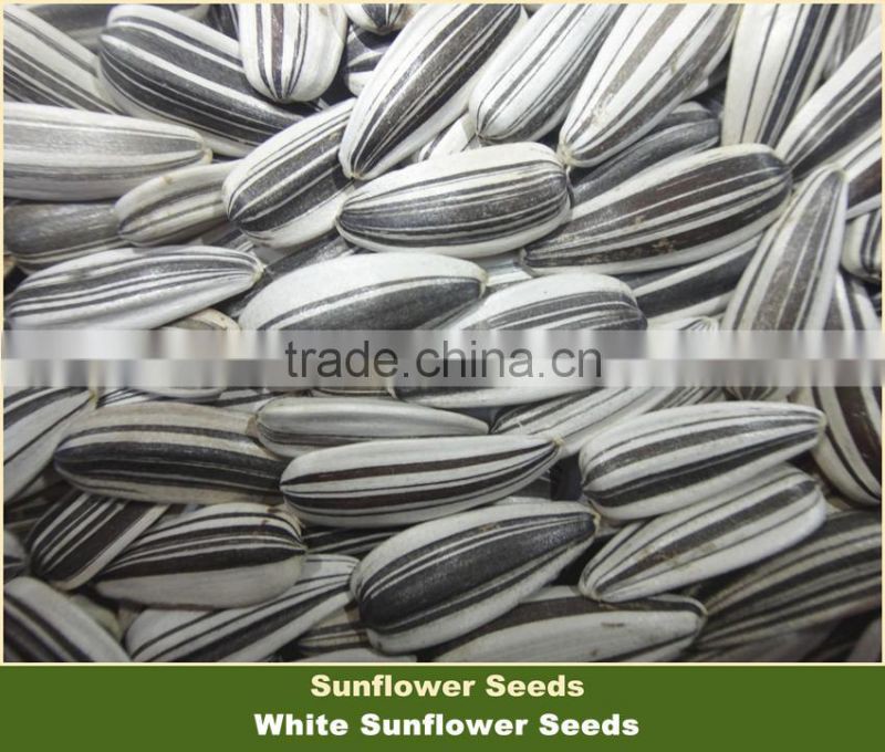 Chinese White Sunflower Seeds with Black Strip Ton Price