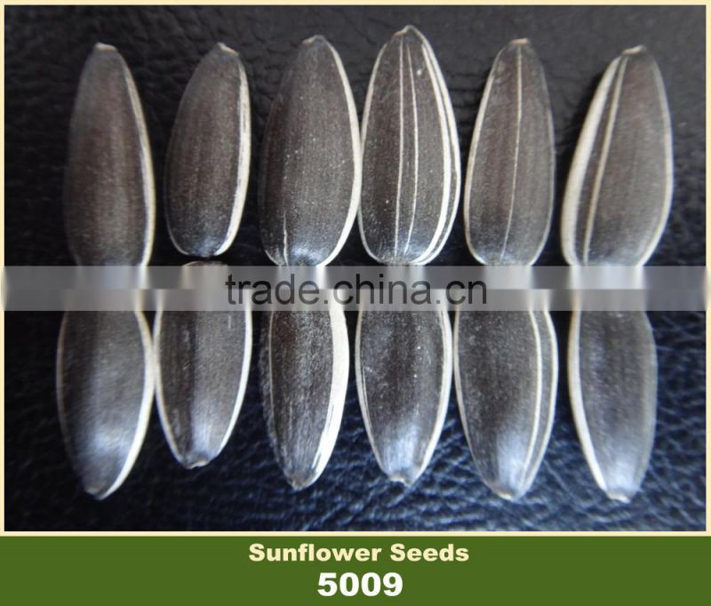 Confectionary White Striped Black Sunflower Seed in Shell