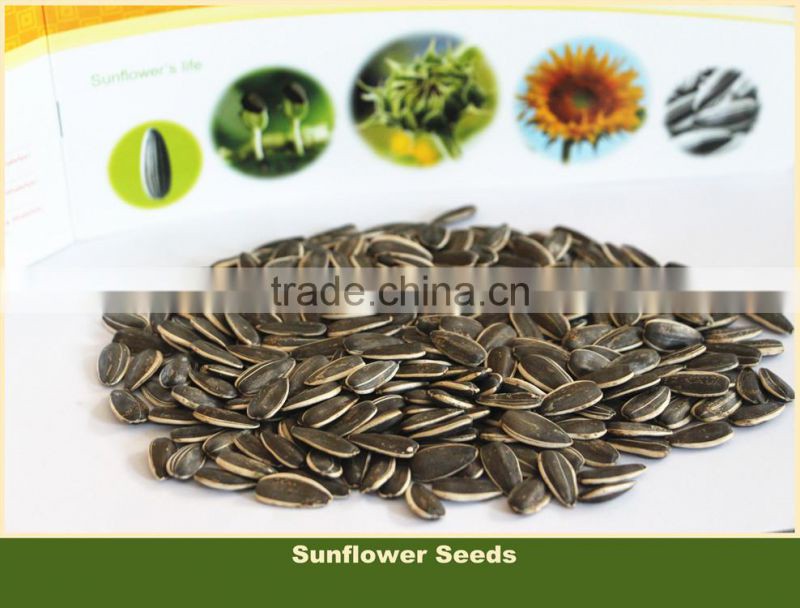 909 Black with White Strip Sunflower Seed Market Price