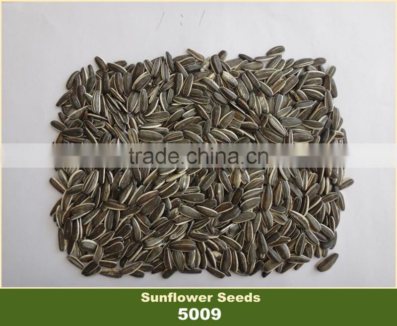 Sunflower Seed 5009 With Competitive Price