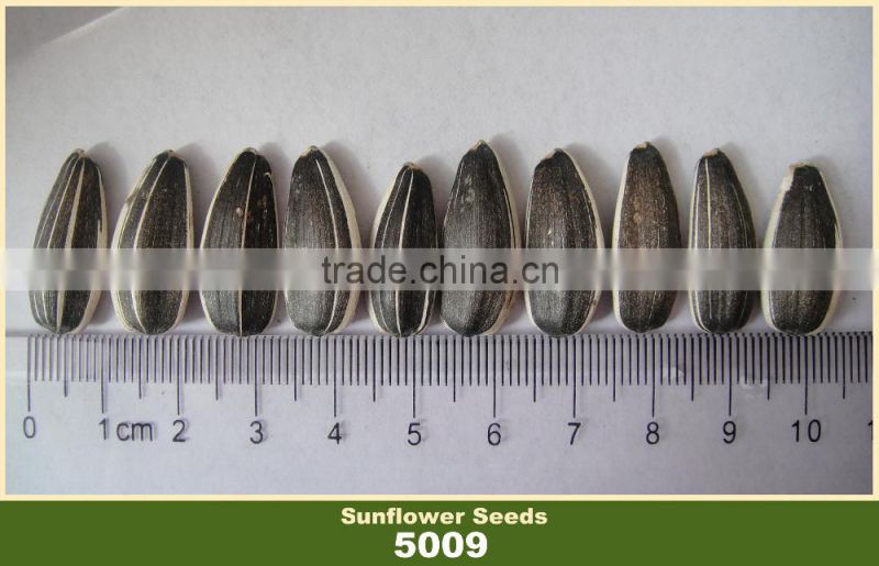 Confectionary White Striped Black Sunflower Seed in Shell