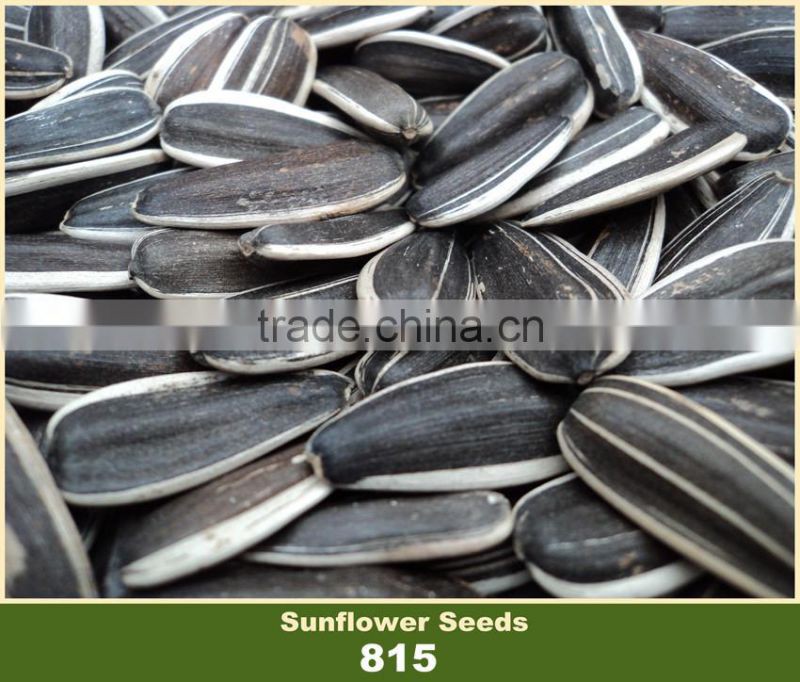 Price of Sunflower Seeds 815 Big Size With White Strip