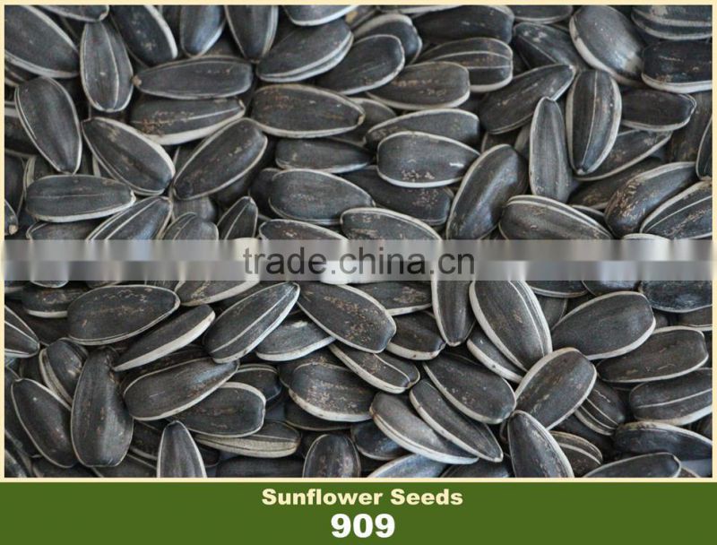 909 Black with White Strip Sunflower Seed Market Price