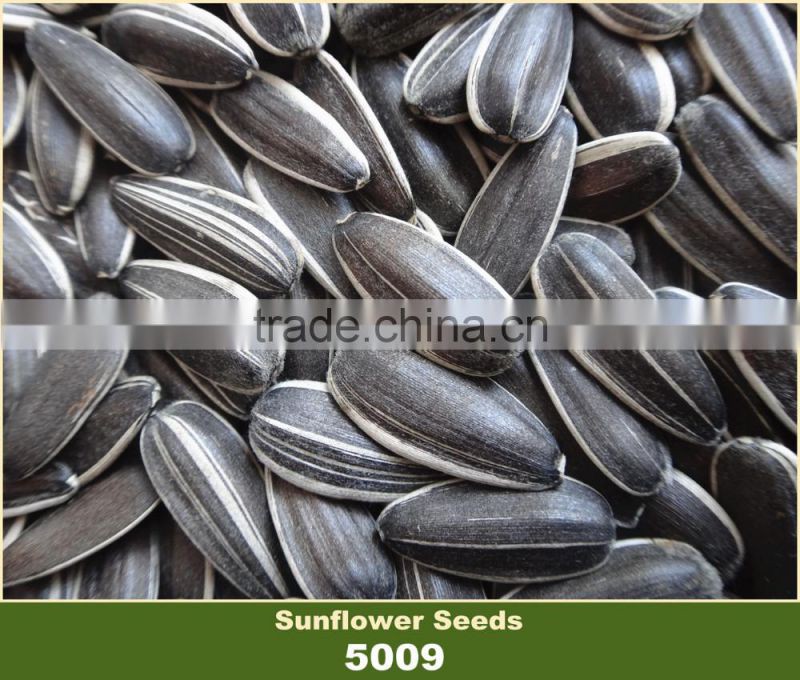Confectionary White Striped Black Sunflower Seed in Shell