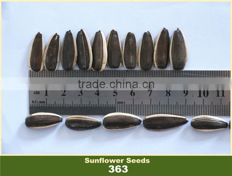 New Crop 2016 Chinese Sunflower Seed 363