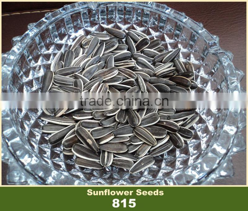 Price of Sunflower Seeds 815 Big Size With White Strip