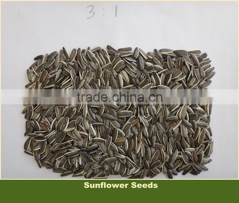 Sunflower Seed 5009 With Competitive Price