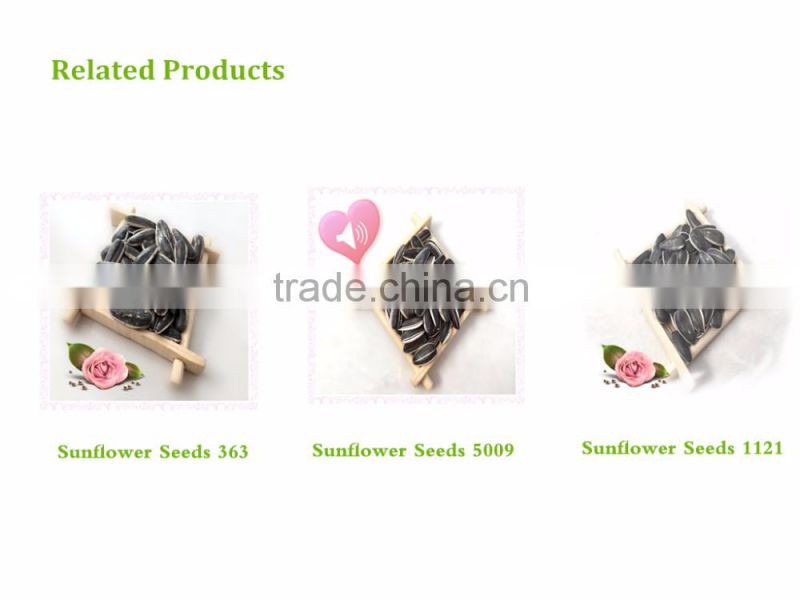sunflower seeds 601from Inner Mongolia