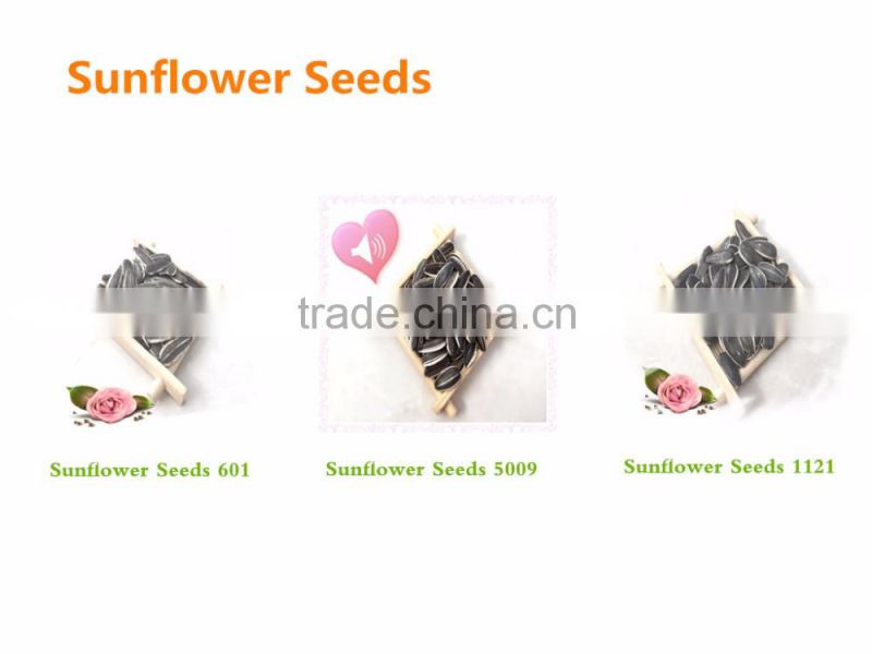 high quality sunflower seeds 363 from Inner Mongolia