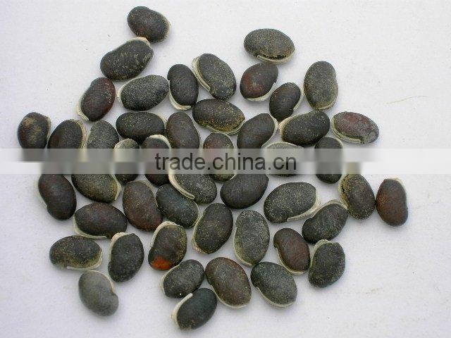 Sweet Plate for Livestock Forage Plant Lablab Bean Seed