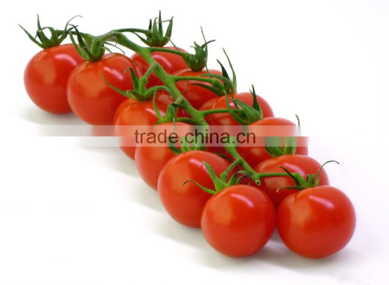 Red tomatoes