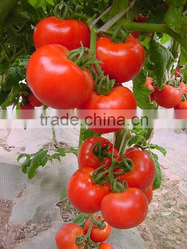 Red tomatoes