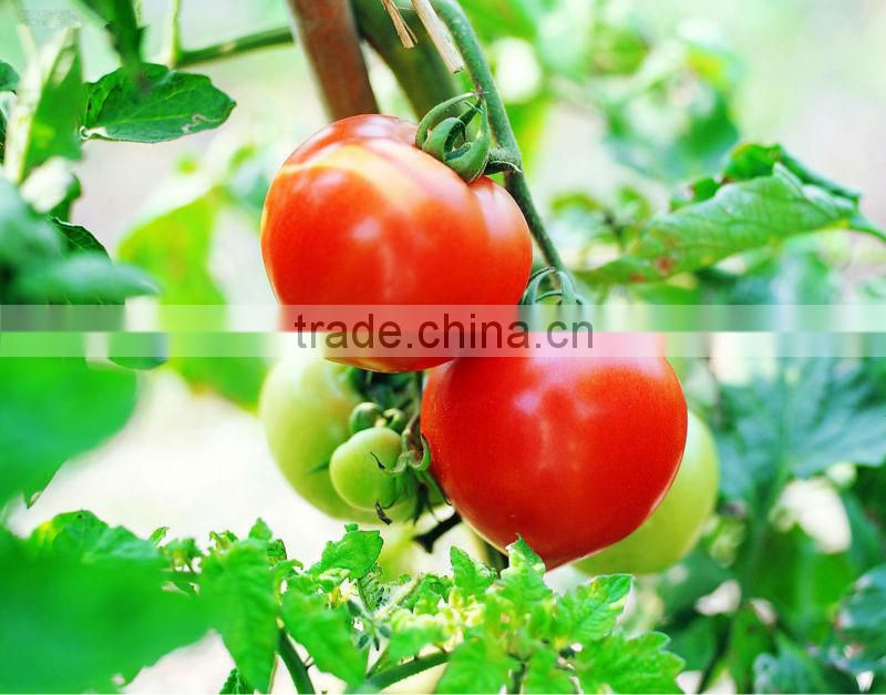 Red tomatoes