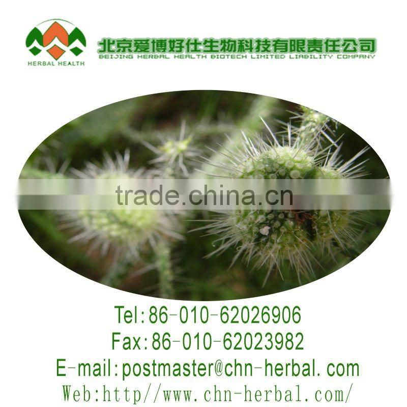 Analgesia high quality natural plant extract Beta sitosterol Nettle Extract