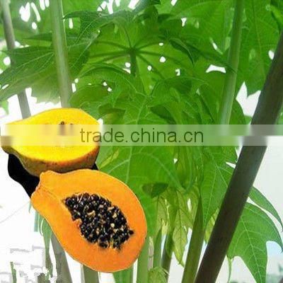 Natural Plant Enzyme Papain/Papaya Extract/ papain supplement