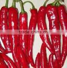 100% pure capsaicin extract/capsicum annuum extract